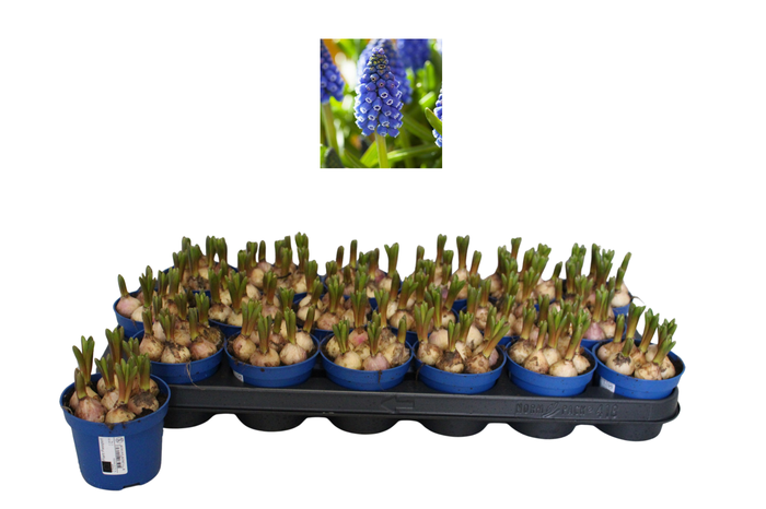 <h4>Bol op pot Muscari Marleen 9cm zonder steeketiket</h4>