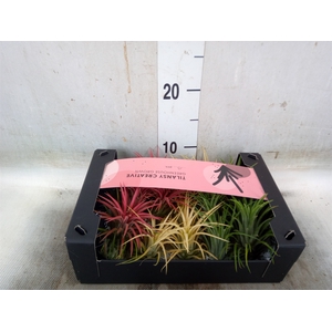 Tillandsia ionantha