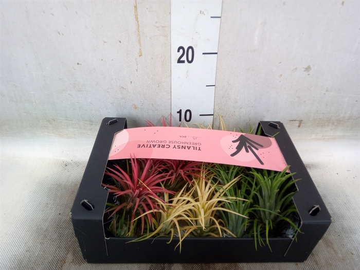 <h4>Tillandsia ionantha</h4>