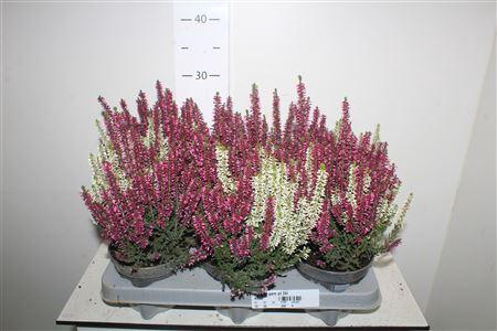 <h4>Callu Bl Gem Pt 2kl</h4>