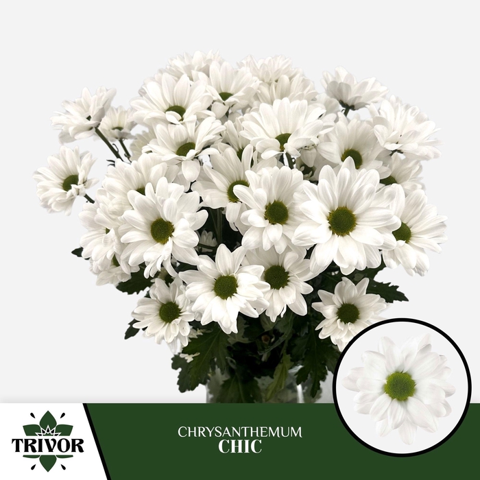 <h4>CHR T CHIC</h4>