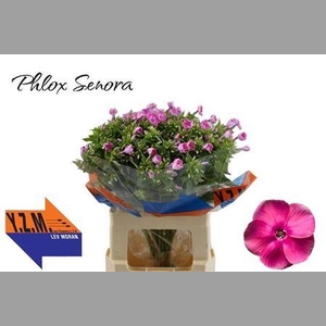 Phlox P Senora