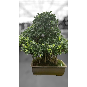 Ficus retusa, pot 50cm. Height 90cm.( single item)