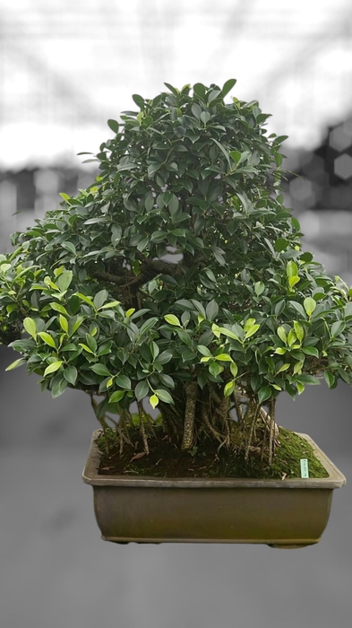 <h4>Ficus retusa, pot 50cm. Height 90cm.( single item)</h4>