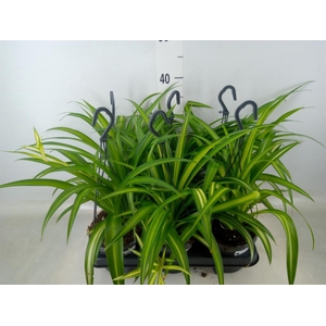 Chlorophytum com. 'Hawaiian Spider'