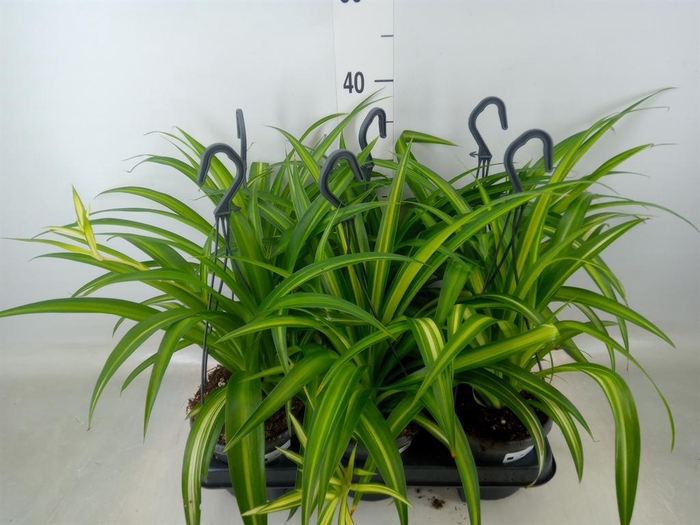 <h4>Chlorophytum com. 'Hawaiian Spider'</h4>