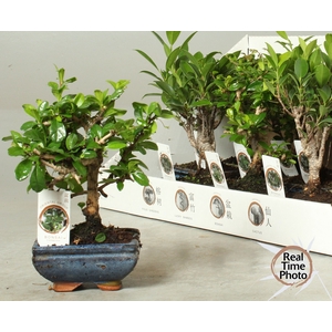 BONSAI GEM