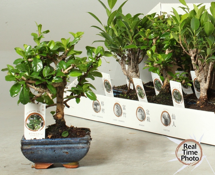 <h4>BONSAI GEM</h4>