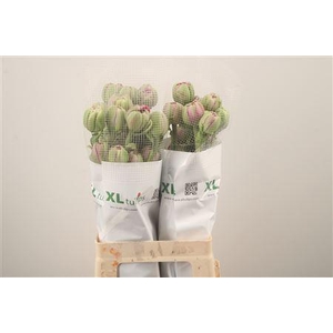 Tu Fr Du Purple Power