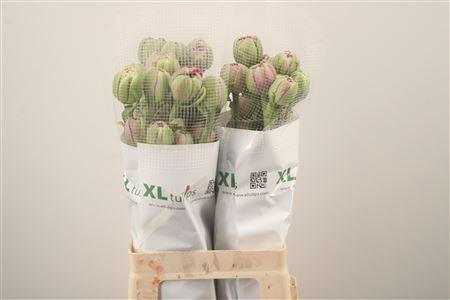 <h4>Tu Fr Du Purple Power</h4>