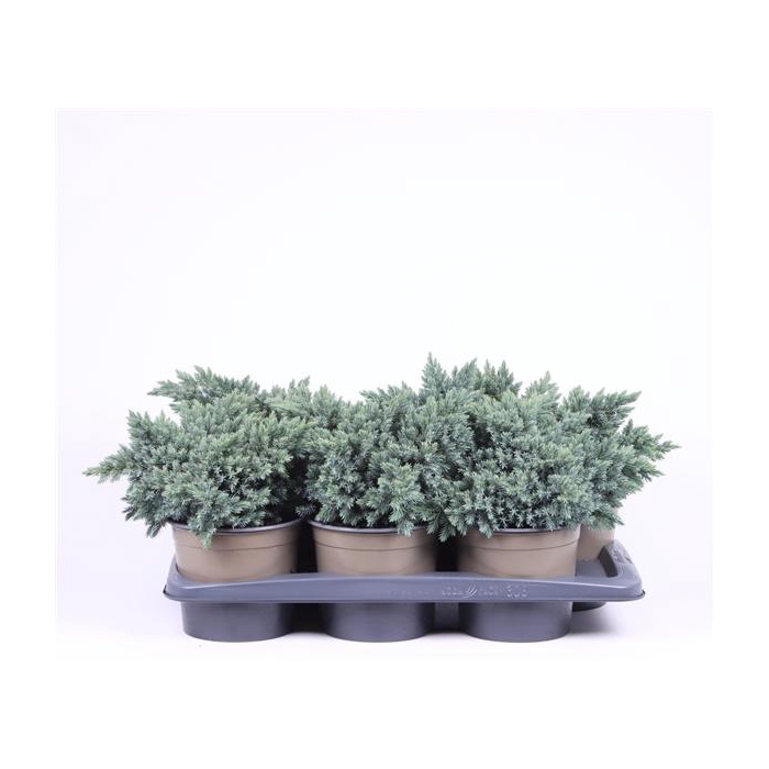 <h4>Juniperus squamata 'Blue Star'</h4>