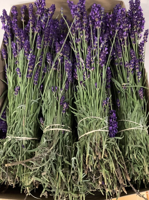 <h4>LAVANDULA ANGUST BOS</h4>