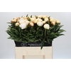 Paeonia Madame Claude Tain