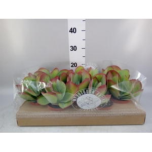 Kalanchoe NF thyrsiflora