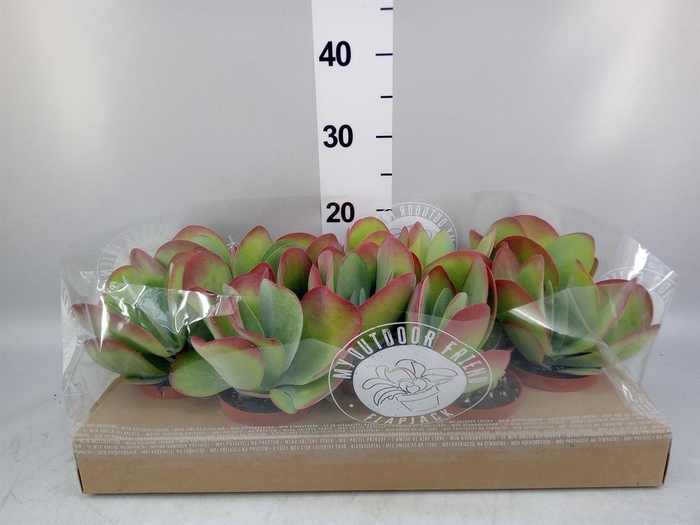 <h4>Kalanchoe NF thyrsiflora</h4>