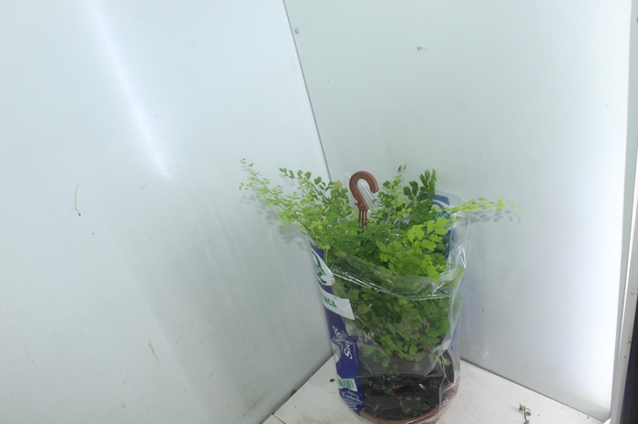 <h4>AVENCA VARIADA C21</h4>