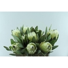 Protea M Ice Queen
