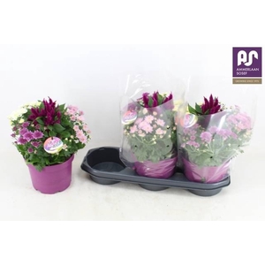 PERKPL GEM IN POT