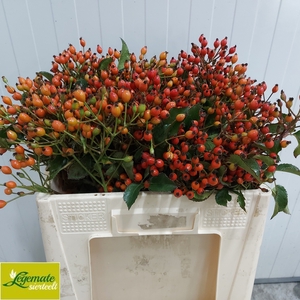 Rosa Magic Miracle Legemate