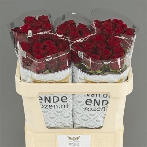 <h4>Rosa large red naomi!</h4>