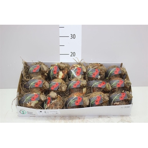 Hippeastrum Rood 32cm