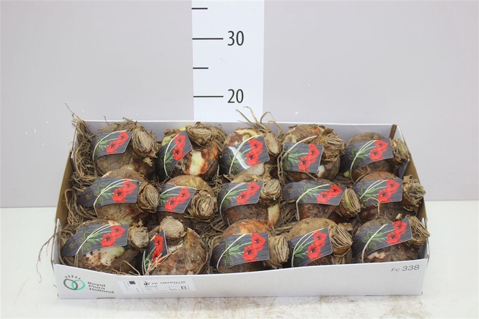 <h4>Hippeastrum Rood 32cm</h4>