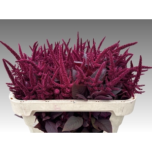 Amaranthus Cr Red Velvet 70cm