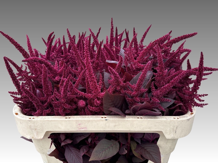 <h4>Amaranthus Cr Red Velvet 70cm</h4>
