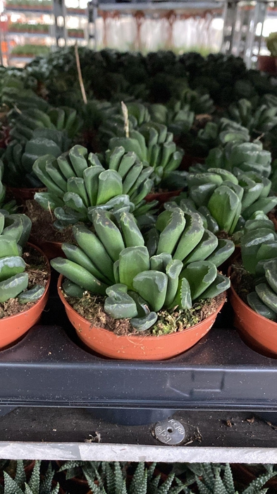 <h4>Haworthia Truncata</h4>