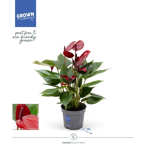 <h4>Anthurium - KARMA Lava | 9cm</h4>