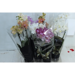 PHALAENOPSIS MINI P09 2 HT PREMIUM