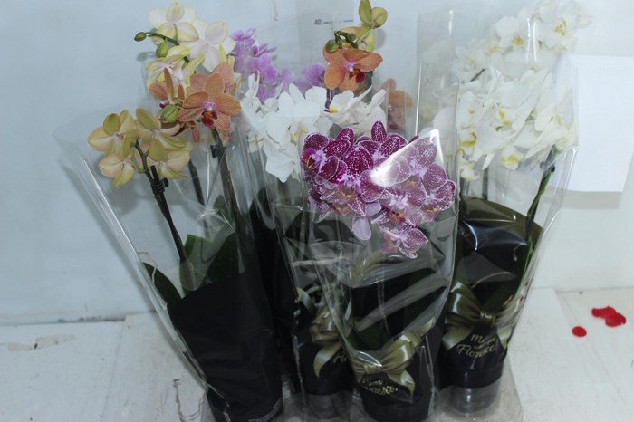 <h4>PHALAENOPSIS MINI P09 2 HT PREMIUM</h4>