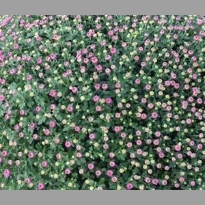 Chrys Indicum Rose Xxl