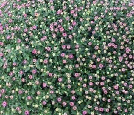 <h4>Chrys Indicum Rose Xxl</h4>