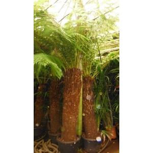 dicksonia antarctica