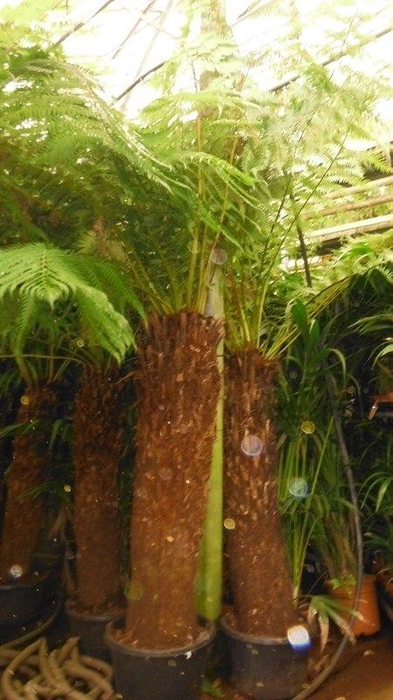 <h4>dicksonia antarctica</h4>
