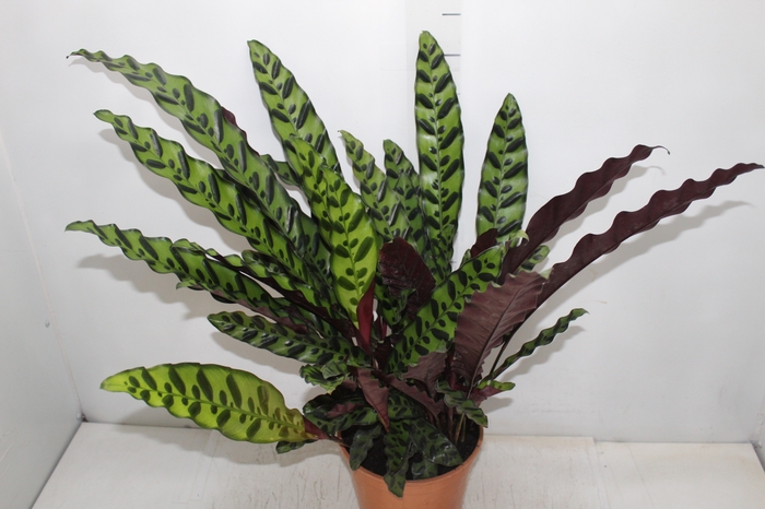 <h4>CALATHEA INSIGNIS P19</h4>