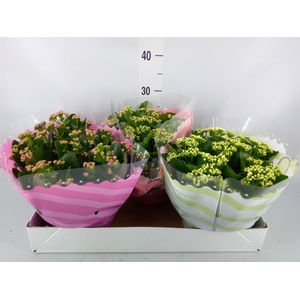 Kalanchoe blos.   ..rosebud mix  5