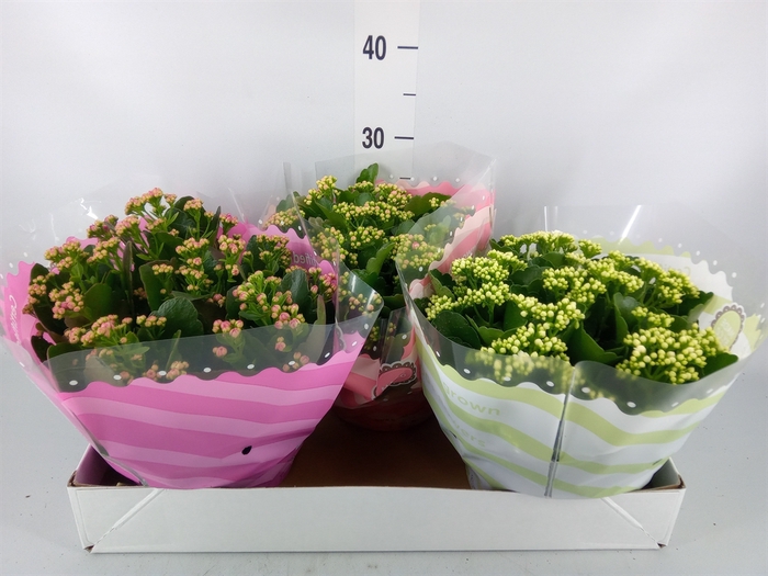 <h4>Kalanchoe blos.   ..rosebud mix  5</h4>