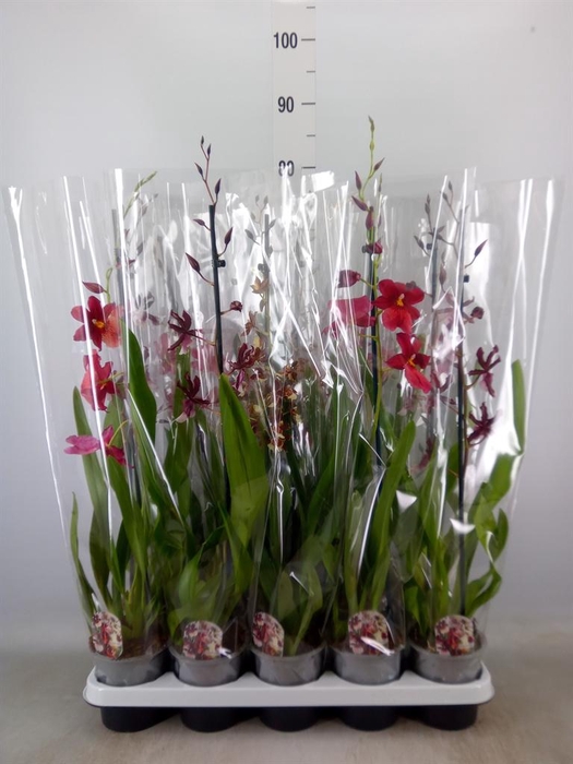 <h4>Cambria   ...mix</h4>