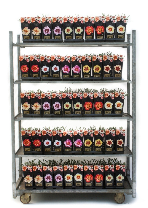 <h4>Babylon Eyes Roses 2L</h4>