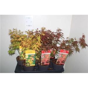 Acer Palmatum Mix Potmt 15cm