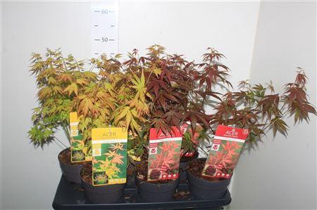<h4>Acer Palmatum Mix Potmt 15cm</h4>