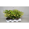 Aucuba japonica   ...