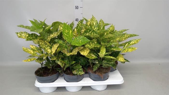 Aucuba japonica   ...