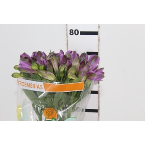 ALSTROEMERIA GALAXY 080 CM LILAS