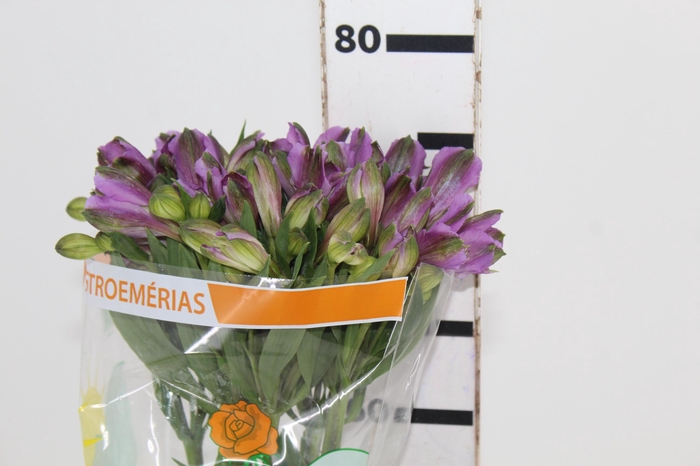<h4>ALSTROEMERIA GALAXY 080 CM LILAS</h4>