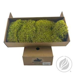 Egelmos Preserved Spring Groen X 8