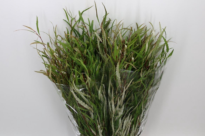 <h4>DEC Grevillea 200gr</h4>