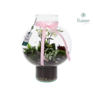 Green Bottle Laura Large met 4 tak Phalaenopsis arrangement 24 uurs levertijd